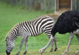 Buyuk Britaniyada tuyaqush zebra bo‘lishga qaror qildi va o‘z oilasini tark etdi фото