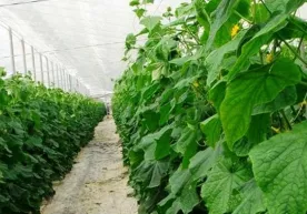 Navoiylik talaba issiqxona haroratini nazorat qiluvchi qurilma yaratdi фото