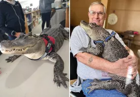 AQSHda og‘ir-bosiqligi bilan mashhur bo‘lgan alligator o‘g‘irlab ketildi (foto) фото