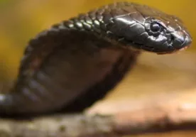 Uysiz qolishdan qo‘rqqan er o‘z xotinini ilon yordamida o‘ldirdi фото
