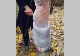 Surxondaryoda bo‘rini terisini shilgan shaxs jarimaga tortildi фото