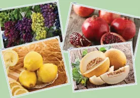 O‘zbekiston Xitoyga qovun, anor, uzum va limon eksport qiladi фото