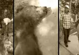 Chiroqchida yana bir qo‘ng‘ir ayiq otib o‘ldirildi (video) фото