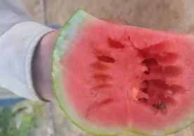 First watermelons begin to ripen in Uzbekistan фото