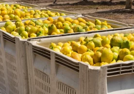 Lemon prices may rise in Uzbekistan фото