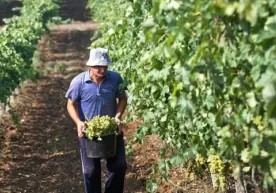 Intensiv bog‘, tokzor va issiqxonalar aholiga lizing va kreditga beriladi фото