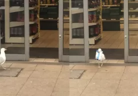 Angliyada baliqchi qush supermarketga o‘g‘rilikka tushdi (video) фото