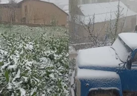 Қашқадарёда апрелда қор ёғди фото