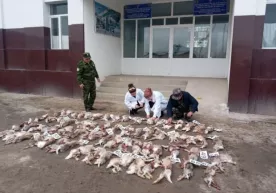 66 та қуён овлаб келаётган овчилар ушланди фото