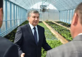 Аэропоника усулида картошка уруғи етиштириш тажрибаси Президентимизда катта таассурот қолдирди (фото) фото