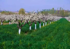 Ўзбекистонда 3 апрель куни қандай об-ҳаво кузатилиши маълум қилинди фото