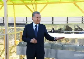 Shavkat Mirziyoyev Marhamatdagi quyonchilik klasteri bilan tanishdi фото