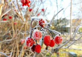 Qishloq xo‘jaligi vazirligi keskin sovuqda qishloq xo‘jaligi ekinlarini asrash bo‘yicha tavsiyalar berdi фото