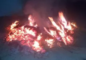Сирдарёда Хитойдан келтирилган 3 миллион тут кўчати ёқиб йўқ қилинди (фото, видео) фото