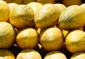 Italiyada o‘zbek qovuni muzqaymoq tayyorlash uchun eng yaxshi mahsulot deb topildi фото
