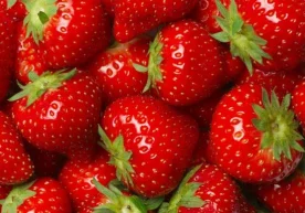 Qulupnayning tarkibidagi vitaminlar hamda foydali xususiyatlar фото
