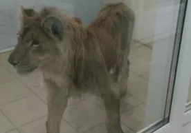 Rossiyada qartada sherni yutib olgan o‘zbekistonlik uni uyida och qoldirdi фото