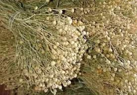 Belarusda isiriq giyohvand moddalar qatoriga kiritildi фото