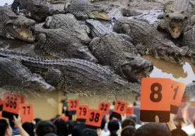 A court in China has put hundreds of live crocodiles up for auction - the starting price is $550,000! фото