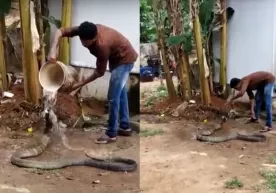 Jazirama kunda sovuq suvda cho‘milayotgan qirollik kobrasi (video) фото