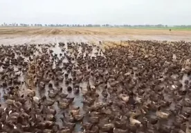 Tailandda o‘n mingga yaqin o‘rdak sholi dalasini zararkunandalardan tozalashga yordam bermoqda (video) фото