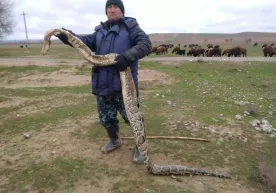 Жиззахда уч метрлик улкан илон топилди фото