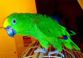 Ishonasizmi, toʻtiqush fotiha surasini oʻqidi! (video) фото