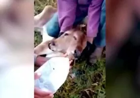 Бразилияда икки каллали бузоқча туғилди (Видео) фото