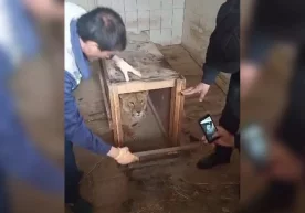 Самарқандда ушланган шер боласи Тошкент ҳайвонот боғига топширилди фото