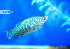 “Alloh” kalomi bitilgan mo‘’jiza "Mehribonlik uyi"da parvarishlanmoqda фото