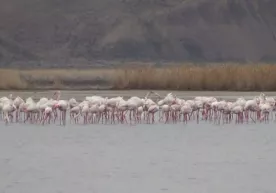 Мўйноққа фламинголар қайтди фото
