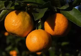 Мандарин кўп истеъмол қилинса организмда нималар бўлади? фото