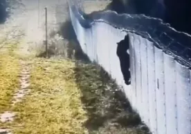 Ayiq Belarus chegarasini buzib o‘tishga urindi (video) фото