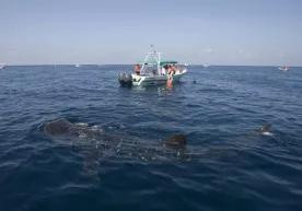 AQShda dunyodagi eng katta baliq tasvirga olindi (foto, video) фото