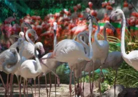 Toshkent hayvonot bog‘ida 33 ta flamingodan iborat pavilon ochildi (foto) фото