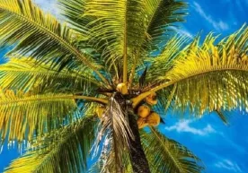 Indoneziyada talabalarga o‘qish uchun to‘lovni kokos bilan amalga oshirishga ruxsat berildi фото