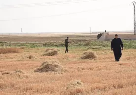 Россия-Украина урушининг араб давлатларига таъсири қандай? фото