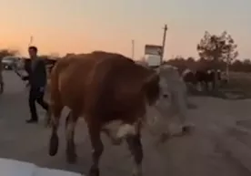 G‘uzorda fuqaro chorva mollari bilan tuman hokimligiga keldi фото