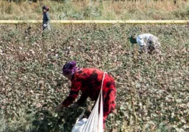 Majburiy mehnatga qachon chek qo‘yiladi yoxud Vatan obro‘si kimni qiziqtiradi? фото