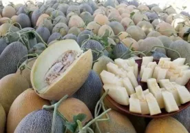 Sherobodda qovun pishdi (foto) фото