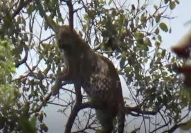 Hindistonda maymunni quvlayotgan leopard daraxtda qolib ketdi (video) фото