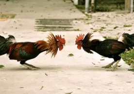 G‘ijduvondagi qimorxona faoliyatiga chek qo‘yildi фото
