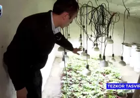 Тошкентда уй томида 173 та гултувакда гиёҳванд ўсимликлар етиштираётган шахс ушланди фото