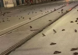 Rimda bayram mushakbozligi yuzlab qushlarning o‘limiga sabab bo‘ldi фото