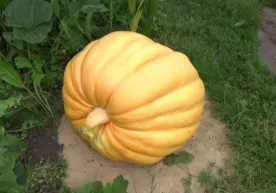 Buxoroda har biri 50 kg tosh bosadigan qovoqlar yetishtirilmoqda фото