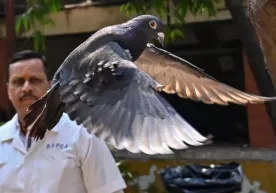 Hindistonda kaptar josuslikda ayblandi фото