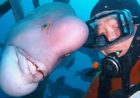 “Odambosh” baliq bilan 30 yildan beri do‘st tutingan yapon фото