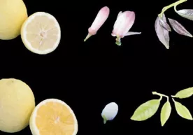 Genetiklar limon qanday qilib nordon bo‘lib qolishini tushuntirdi фото