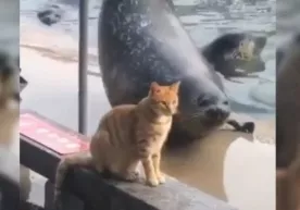 Tyulen tryuklari bilan mushukni o‘ziga rom etishga urindi. Biroq ... (video) фото