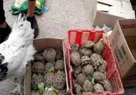 «Eski juva»da reyd: toshbaqalar sotuvining oldi olindi (foto) фото